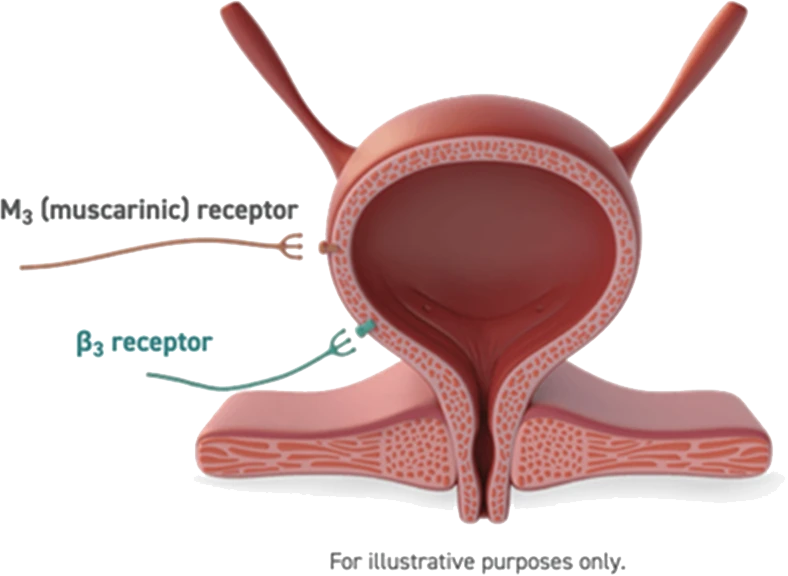 Bladder Muscarinic Receptor